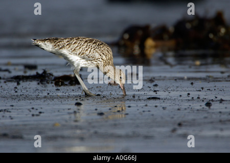 Courlis esquimau Numenius arquata, l'alimentation sur les vasières de la mer à l'automne, Northumberland, Angleterre Banque D'Images