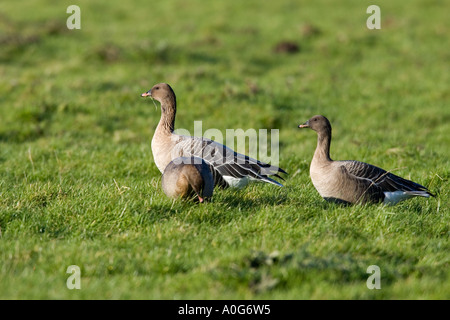 Oies rieuses (Anser albifrons) feeding in meadow Norfolk Banque D'Images