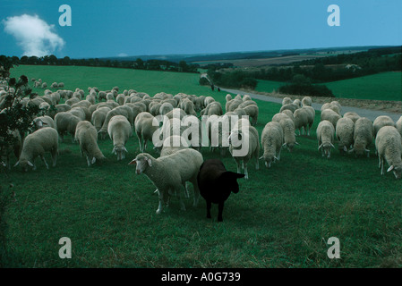 Un mouton noir dans le troupeau : un troupeau de moutons vers l'avant avec un mouton noir à l'avant- berger avec chien à marcher derrière Banque D'Images