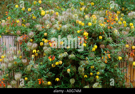 Clematis tangutica et Eccremocarpus scaber sur bamboo fence Banque D'Images