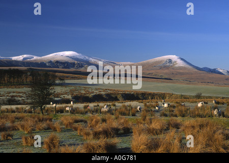 Enneigés des montagnes du Lake District de Watsons et Grand Dodd avec champs moutons et des herbes dans l'avant-plan Banque D'Images