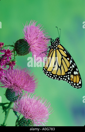 Papillon monarque sur chardon rose flower Missouri USA United States America Banque D'Images