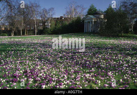 Kew Gardens Surrey Dutch crocus dans la pelouse Banque D'Images