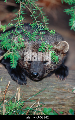 Fisher, à l'arborescence sous-Branch-Note objet en captivité. Banque D'Images