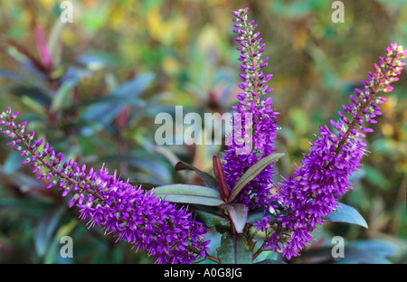 Hebe 'Neil's Choice', violet fleurs, jardin, plantes Hebes Banque D'Images