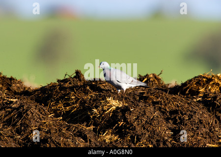 Pigeon colombin Columba oenas sur muck heap ashwell alimentation hertfordshire Banque D'Images