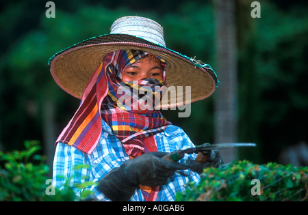 Femme de terrain de chapeau de soleil et masque de visage clipping haie avec cisaille, nord de la Thaïlande Banque D'Images