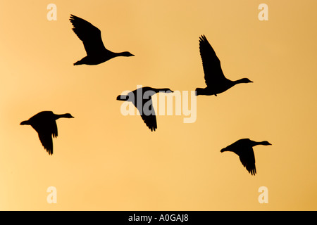 Oies rieuses (Anser albifrons) vol en formation à Nice avec belle lumière du soir Norfolk Banque D'Images