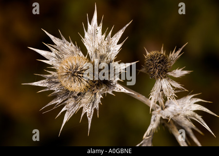 Eryngium giganteum contre nice fond sombre désamorcer bedfordshire potton Banque D'Images