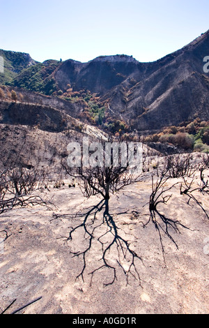 Forêt brûlée dans l'Angeles National Forest. Banque D'Images