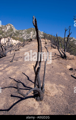 Forêt brûlée dans l'Angeles National Forest. Banque D'Images