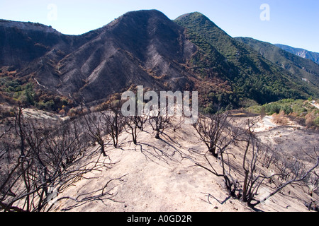 Forêt brûlée dans l'Angeles National Forest. Banque D'Images