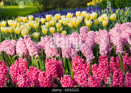 Jardins de Keukenhof aux Pays-Bas Printemps afficher d'ampoules dans le parc cadre Banque D'Images