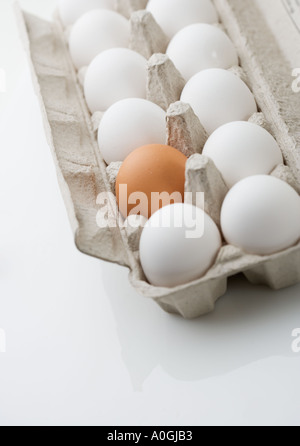 Un brown egg in carton Banque D'Images