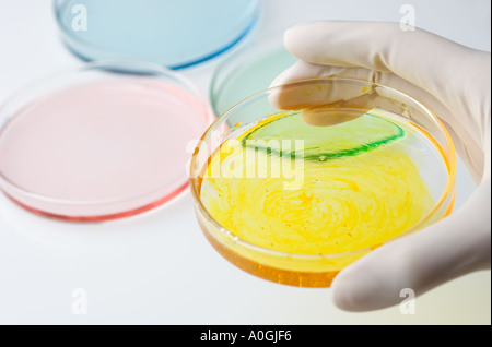 Gloved hand holding petri dish Banque D'Images