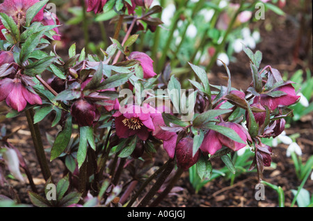 Hellebore Helleborus x hybridus Banque D'Images