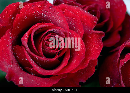 Roses rouges couvertes dans les gouttelettes d'eau Banque D'Images