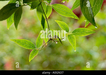 CLEMATIS PLANTE DANS LA PLUIE Banque D'Images