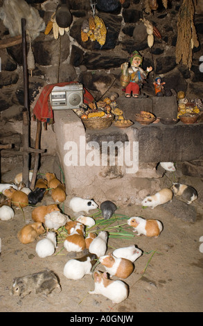 Les cobayes Cavia porcellus conservés dans la chambre péruvienne pour l'alimentation, considéré comme un vrai régal, la vallée sacrée, Pérou Banque D'Images