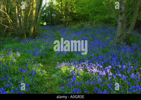 Bois Bluebell Banque D'Images
