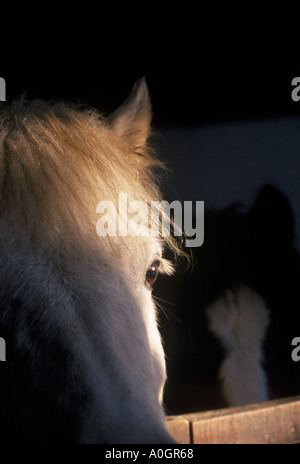 Jument poney à plus de porte de l'écurie avec poulain en arrière-plan Banque D'Images