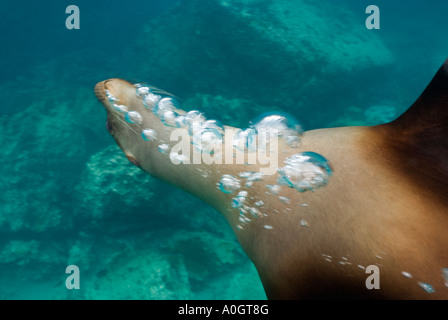 Le lion de mer Galapagos (Zalophus wollebaeki) sous-marine bulles coups, Galapagos, Equateur Banque D'Images