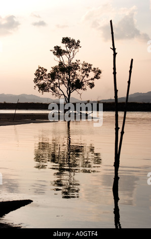 Tree sur le rivage Pulau Langkawi Malaisie Banque D'Images