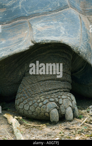 Galapagos Giant Tortoise (Geochelone elephantopus) Captive, l'île de Santa Cruz, Galapagos, Equateur PIED Banque D'Images