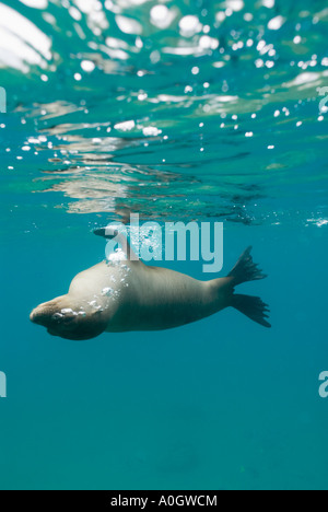 Lion de mer Galapagos (Zalophus wollebaeki) sous-marine des Galapagos, Equateur femelle Banque D'Images