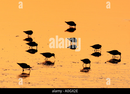 Un troupeau de bécasseaux variables en silhouette contre éclairé de couleurs vives pour l'alimentation des vasières au lever du soleil Banque D'Images