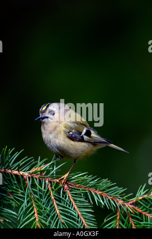 Close up portrait of a goldcrest perché sur une branche de pin Banque D'Images