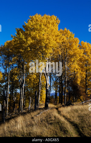 Sunlit stand de aspen Populus tremula arbres en automne Banque D'Images