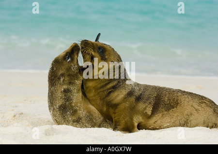 Le lion de mer Galapagos (Zalophus wollebaeki) Petits jouant, Hood GALAPAGOS island Banque D'Images