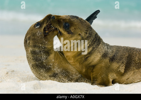 Le lion de mer Galapagos (Zalophus wollebaeki) Petits jouant, Hood GALAPAGOS island Banque D'Images