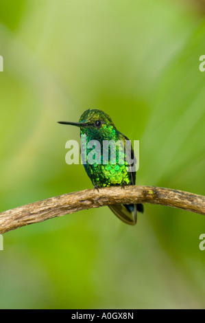 Western Emerald Hummingbird, (Chlorostilbon melanorhynchus), homme, Mindo Loma réserver, dans l'ouest de l'Andes, l'Equateur Banque D'Images