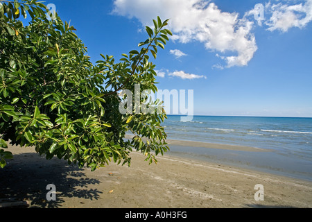 Un grand arbre qui pousse en caoutchouc sur la plage, à côté du fort à Larnaka, À CHYPRE Banque D'Images