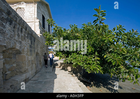 Un grand arbre qui pousse en caoutchouc sur la plage, à côté du fort à Larnaka, À CHYPRE Banque D'Images