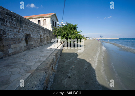 Un grand arbre qui pousse en caoutchouc sur la plage, à côté du fort à Larnaka, À CHYPRE Banque D'Images