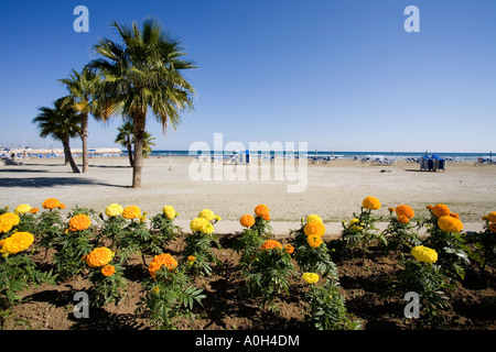 Un lit de fleurs PRÈS DE LA PLAGE À LARNACA PLAGE EN FACE DES BOUTIQUES ET RESTAURANTS À CHYPRE Banque D'Images