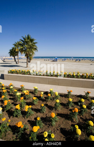 Un lit de fleurs PRÈS DE LA VILLE DE LARNAKA À BACH PLAGE D'EN FACE DES BOUTIQUES ET RESTAURANTS À CHYPRE Banque D'Images