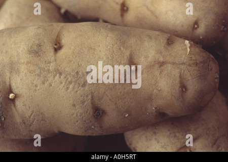 Solanum tuberosum 'Anya' Close up of second début prêts pour la plantation des pommes de terre de semence. Banque D'Images