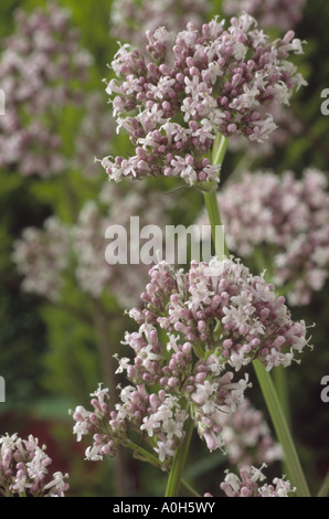 Valeriana officinalis. (Tous les guérir, valériane commune) Close up de cymes de bourgeons rose et de fleurs blanches. Banque D'Images