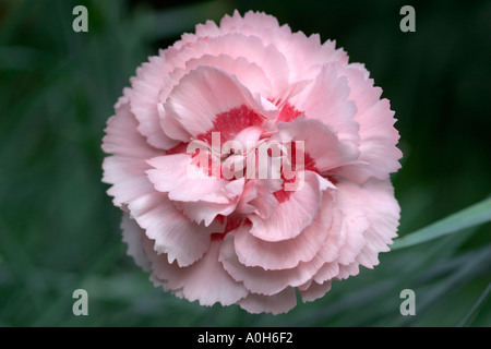 Dianthus Doris Banque D'Images