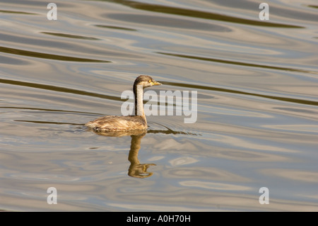 Australasian Grebe Tachybaptus novaehollandiae plumage nuptial non Banque D'Images