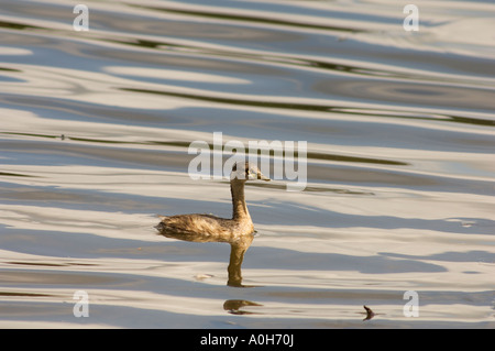 Australasian Grebe Tachybaptus novaehollandiae plumage nuptial non Banque D'Images