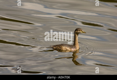 Australasian Grebe Tachybaptus novaehollandiae plumage nuptial non Banque D'Images