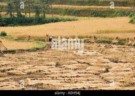 Femme travaillant dans les rizières près de Qinkou villages Hani, Xinjie, Yuanyang, Yunnan, Chine Banque D'Images