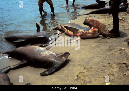 Les requins marteaux sur la plage Sri Lanka Trincomalee Banque D'Images