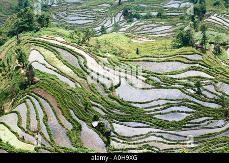 Formes abstraites dans les rizières en terrasses, Meng Borne, Yuanyang, Yunnan, Chine Banque D'Images