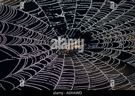 Close-up of spider web couverts dans la rosée Banque D'Images